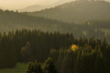 View of golden sunlight filtering through dense forest canopies, illuminating individual trees amidst the rolling hills, creating a serene landscape, Krun, Bavaria, Germany.