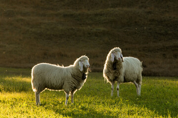 View of two fluffy sheep stand illuminated in a verdant field under the warm glow of the setting sun, Barmsee lake, Krun, Bavaria, Germany.