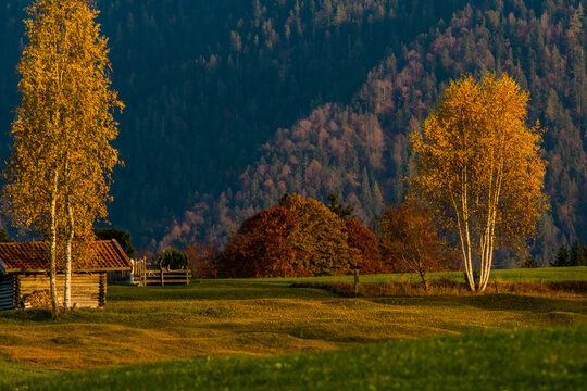 View of golden autumn trees stand sentinel over a quaint wooden structure nestled in a grassy field against a backdrop of forested hills, Krun, Bavaria, Germany.