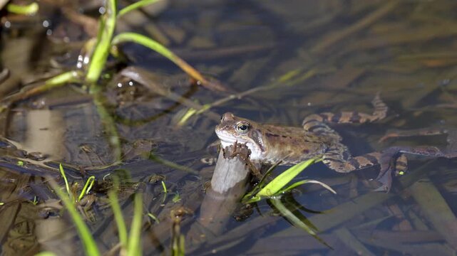 Lake frogs in a pond near their laid eggs on a bright sunny day