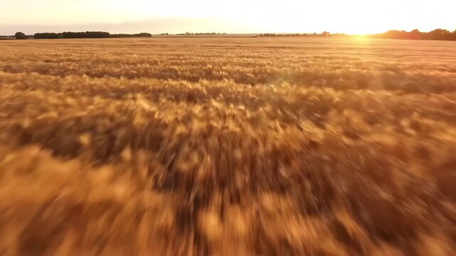 Golden wheat field at sunset