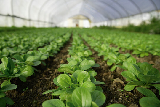 Rows of organic lamb's lettuce growing in greenhouse in Upper Bavaria
