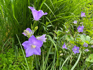 Campanula persicifolia peach-leaved bellflowers.