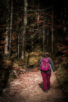 View of a hiker with a pink backpack walks along a leaf-strewn path in a dark forest, illuminated by a small patch of sunlight, Garmisch-Partenkirchen, Bavaria, Germany.