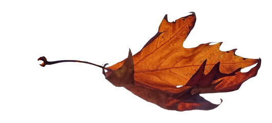 leaf dry autumn isolated background brown 
