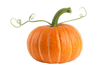 Autumnal Orange Orb: A radiant pumpkin sits in solitude, its vibrant orange hue and elegant green stem suggesting the seasonal transition of autumn.