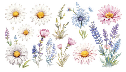 Watercolor Wildflower Floral Elements Isolated on White Background.