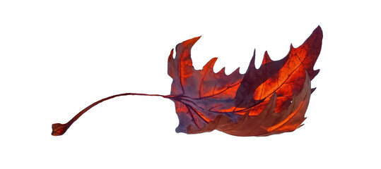 leaf falling dry brown isolated side view dry