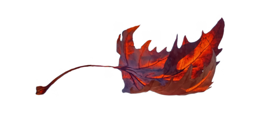 leaf falling dry brown isolated side view dry