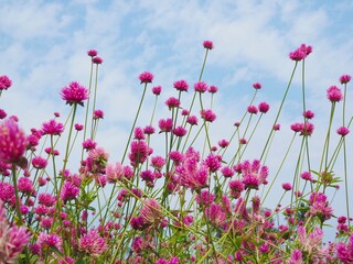 The field of pink zinnias looks beautiful in it natural setting.