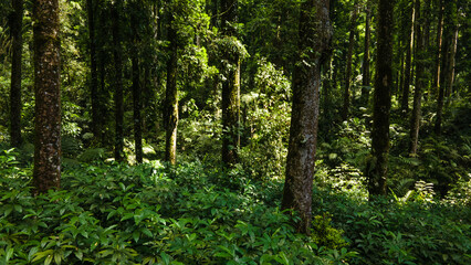 Obraz premium Aerial View of Lush Rubber and Damar Forest with Laurel and Orchid Plants