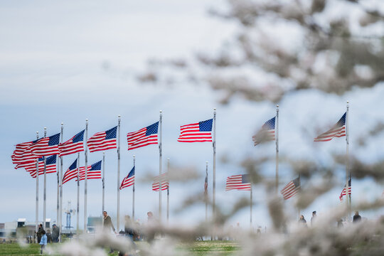 View of American flags flutter proudly beneath a soft, overcast sky, framed by delicate white blossoms hinting at spring's arrival, Washington D.C., District of Columbia, USA.