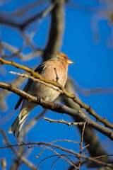 Grey heron perched high in a tree in the morning light