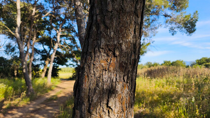 Close-up of a textured tree trunk in the nature of the south of France