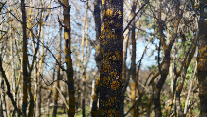 Close-up of a textured tree trunk in the nature of the south of France