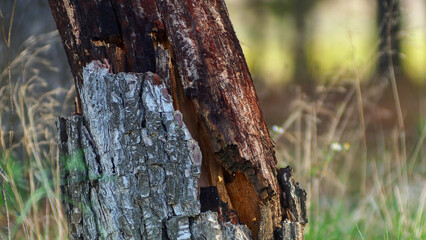 Close-up of a textured tree trunk in the nature of the south of France
