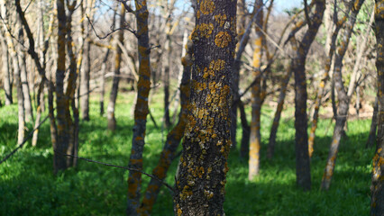 Close-up of a textured tree trunk in the nature of the south of France