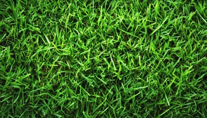 Obraz premium Vibrant Lush Green Grass Detail Background Surface Design Offering Tranquility And Outdoor Serenity