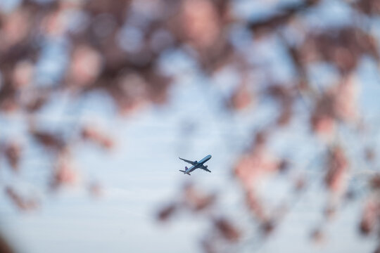 View of a jet plane soaring through a soft-focus canopy of cherry blossoms, a dance of steel and petals against the pale sky, Washington D.C., District of Columbia, USA.