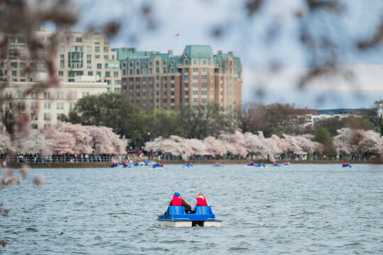 View of pedal boats floating on the shimmering Tidal Basin waters under blooming cherry trees, with grand buildings in the backdrop, Washington D.C., District of Columbia, USA.