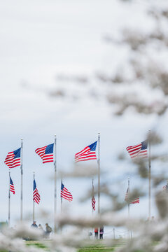 View of American flags flutter with patriotic fervor, seen through the soft, blurred focus of cherry blossoms, Washington D.C., District of Columbia, USA.
