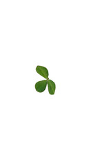 Vibrant Green Three-Leaf Clover or Shamrock Plant Isolated on a Deep Black Background for Concepts of Nature, Luck, and St. Patrick's Day.