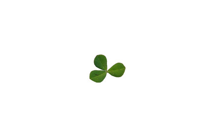 Vibrant Green Three-Leaf Clover or Shamrock Plant Isolated on a Deep Black Background for Concepts of Nature, Luck, and St. Patrick's Day.