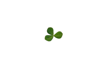 Vibrant Green Three-Leaf Clover or Shamrock Plant Isolated on a Deep Black Background for Concepts of Nature, Luck, and St. Patrick's Day.