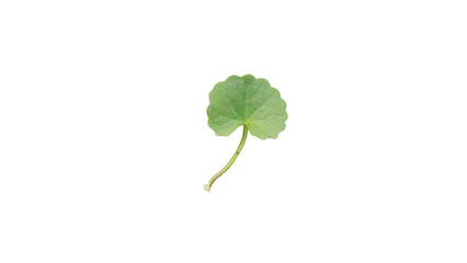 Fresh green Gotu Kola leaf, Centella asiatica, isolated on transparent background, showcasing natural herbal medicine and traditional health benefits.