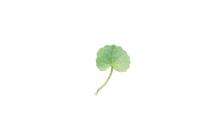 Fresh green Gotu Kola leaf, Centella asiatica, isolated on transparent background, showcasing natural herbal medicine and traditional health benefits.