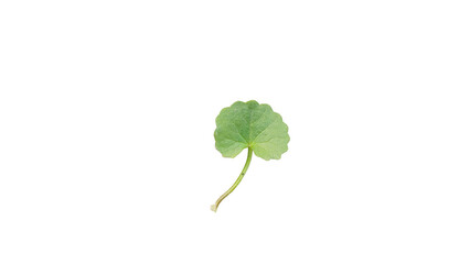 Fresh green Gotu Kola leaf, Centella asiatica, isolated on transparent background, showcasing natural herbal medicine and traditional health benefits.