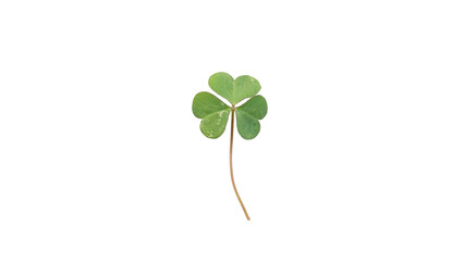 Vibrant Green Three-Leaf Clover Symbolizing Luck, Nature, and St. Patrick's Day on transparent Background