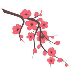 cherry blossom branch