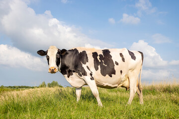 Mature cow, authentic side view udder, standing, green grass and blue sky