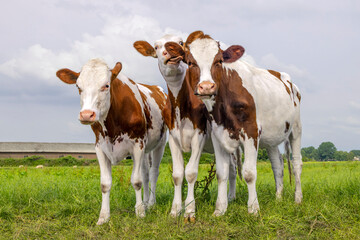 Three cute calves playful funny together, full lenght in the meadow, cloudy sky