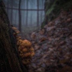 Fotografia leśna, Krajobraz leśny, Drzewa, mech, grzyby, liście, woda, skały, mgła, natura, las © Adrian Jaśpiński