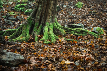 Fotografia leśna, Krajobraz leśny, Drzewa, mech, grzyby, liście, woda, skały, mgła, natura, las © Adrian Jaśpiński