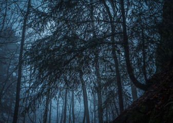 Fotografia leśna, Krajobraz leśny, Drzewa, mech, grzyby, liście, woda, skały, mgła, natura, las © Adrian Jaśpiński