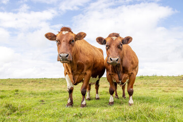 Two brown cows, meat and dairy cattle, dual purpose, side by side, in a field