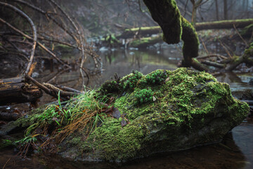 Fotografia leśna, Krajobraz leśny, Drzewa, mech, grzyby, liście, woda, skały, mgła, natura, las
