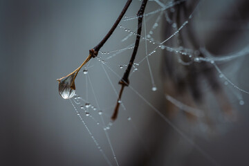 Fotografia leśna, Krajobraz leśny, Drzewa, mech, grzyby, liście, woda, skały, mgła, natura, las © Adrian Jaśpiński
