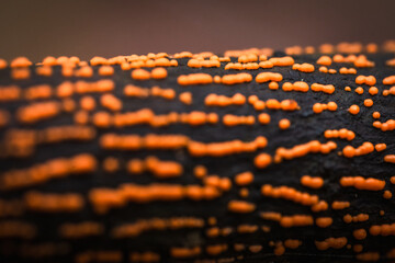 Fotografia leśna, Krajobraz leśny, Drzewa, mech, grzyby, liście, woda, skały, mgła, natura, las © Adrian Jaśpiński