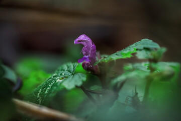 Fotografia leśna, Krajobraz leśny, Drzewa, mech, grzyby, liście, woda, skały, mgła, natura, las © Adrian Jaśpiński