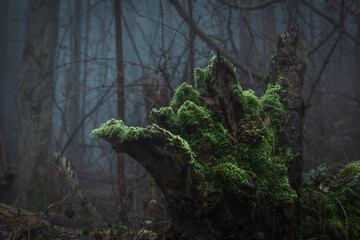 Fotografia leśna, Krajobraz leśny, Drzewa, mech, grzyby, liście, woda, skały, mgła, natura, las © Adrian Jaśpiński