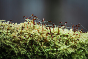 Fotografia leśna, Krajobraz leśny, Drzewa, mech, grzyby, liście, woda, skały, mgła, natura, las © Adrian Jaśpiński