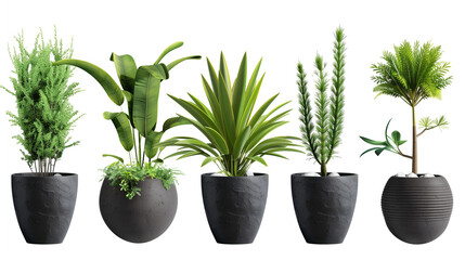 Fototapeta premium Five potted plants in dark gray pots isolated on a white studio background