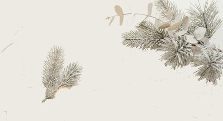 Snowy pine branches with mistletoe on white background
