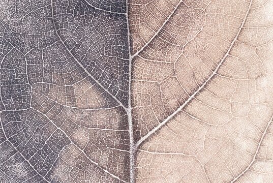 Leaf venation stipple texture background, macro plant structure
