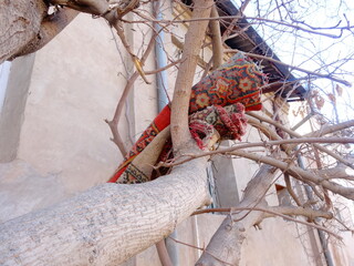 [Uzbekistan] A rolled up rug placed on a tree (Khiva)