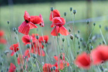 Obraz premium fiori di papavero in primavera al tramonto